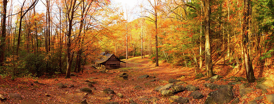 Cabin In The Forest Photograph by Moreiso