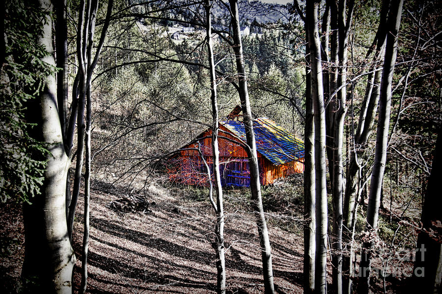 Cabin in the Woods Photograph by Mariola Bitner