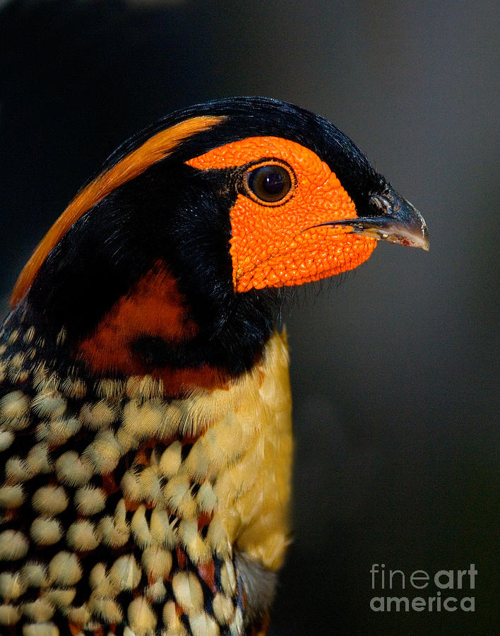 Cabots Tragopan Pheasant Photograph by Anthony Mercieca