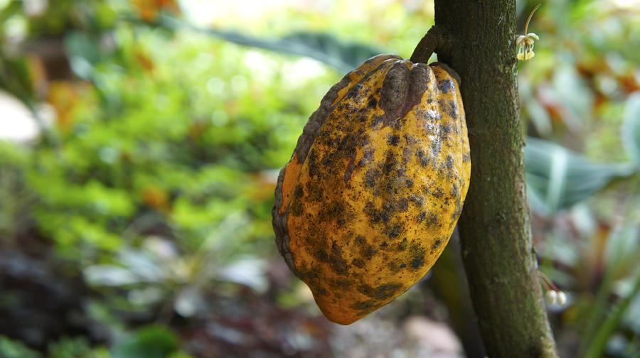 Jungle Photograph - Cacao Plant by Aged Pixel