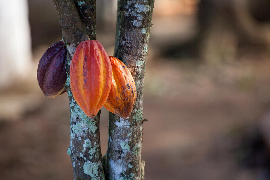 Cacao tree Photograph by © Cyrielle Beaubois