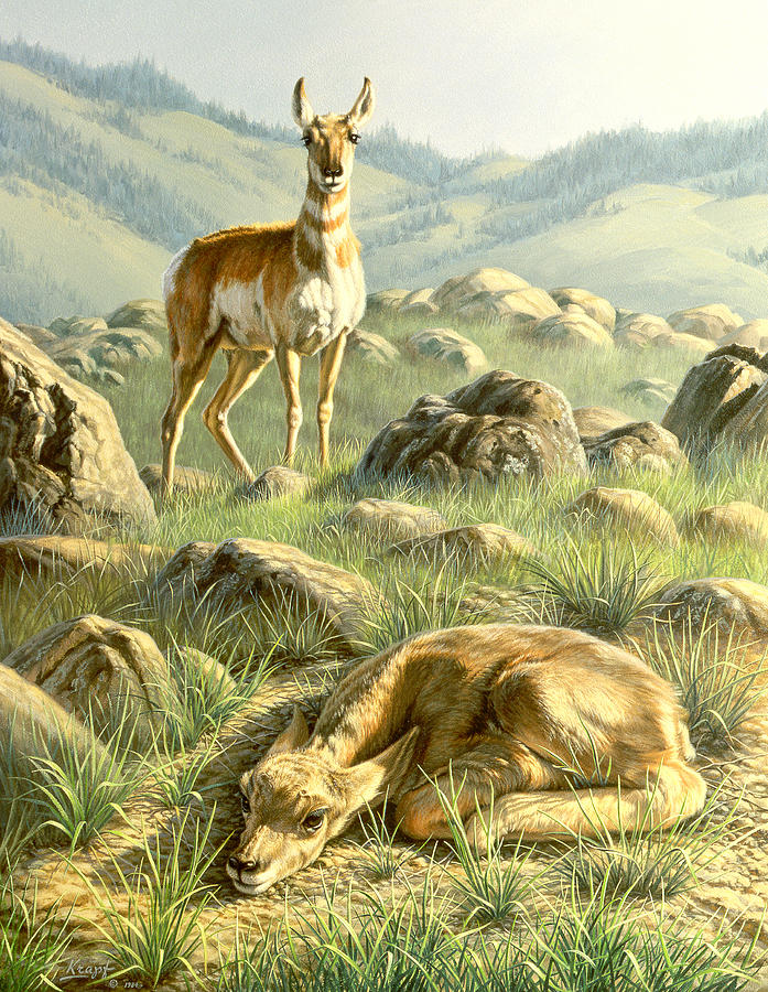 Cached Treasure Pronghorn Painting By Paul Krapf Fine Art America