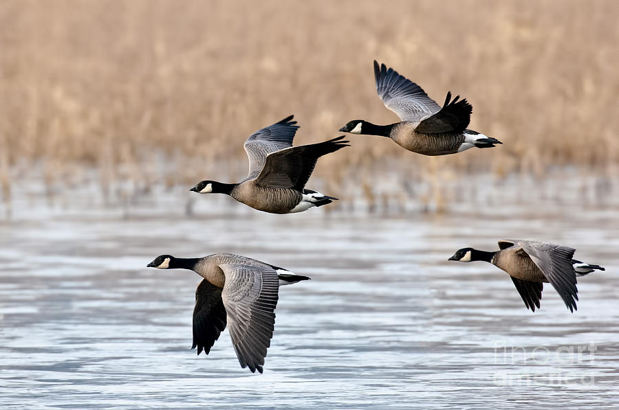 Cackling canada discount goose flying