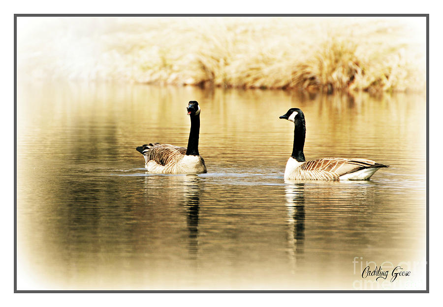 Cackling Geese Photograph by Lila Fisher-Wenzel
