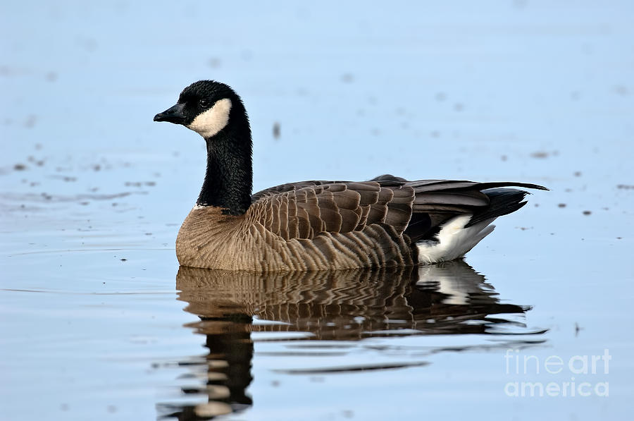 Cackling Goose In Water Photograph by Anthony Mercieca