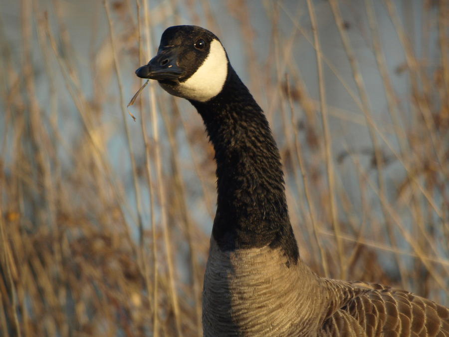 Cackling Goose Photograph by James Peterson