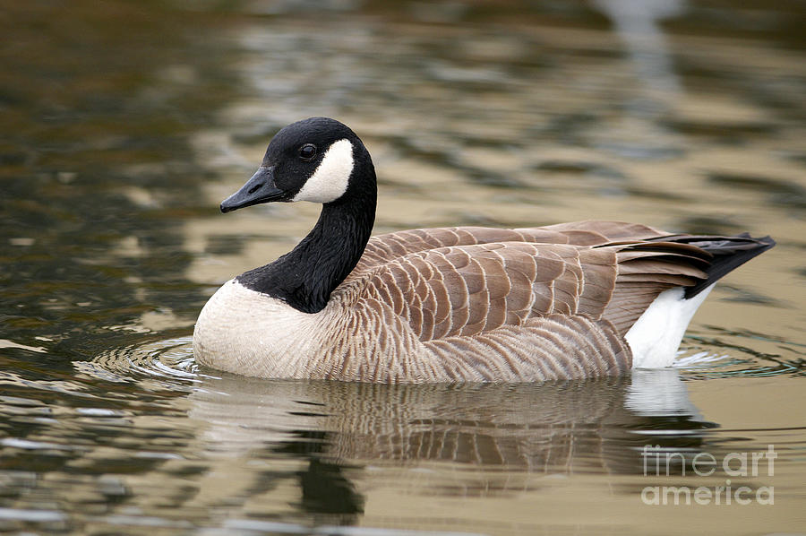 Cackling Goose Photograph by Sharon Talson