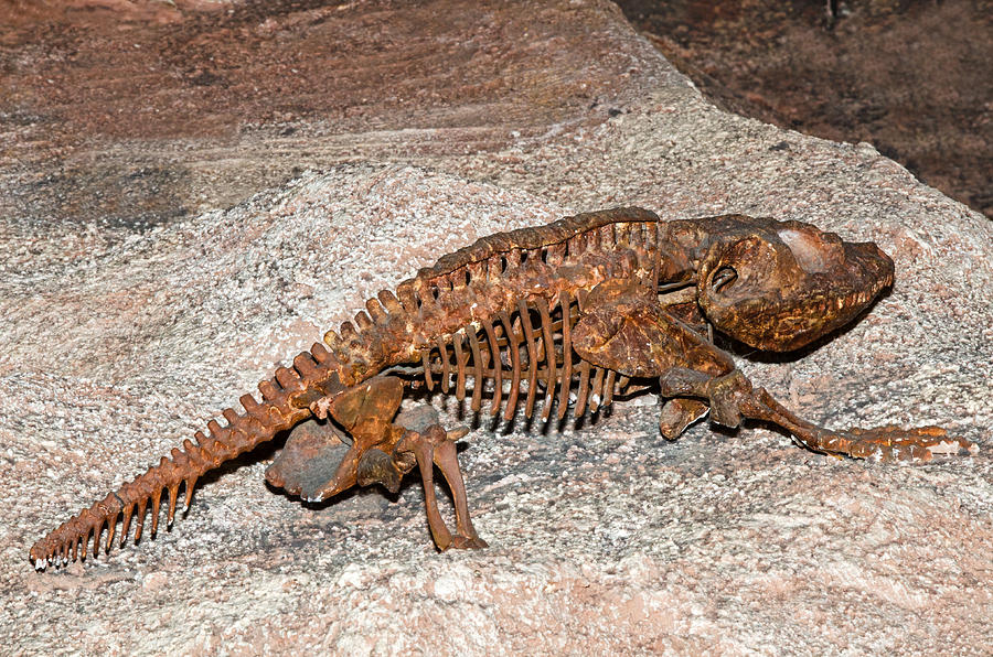 Cacops Fossil Photograph By Millard H. Sharp 