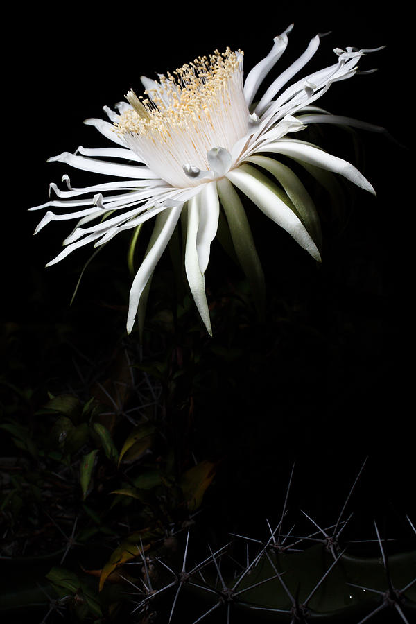 Barbed-wire Cactus Photograph - Acanthocereus Bloom by Mario Morales Rubi
