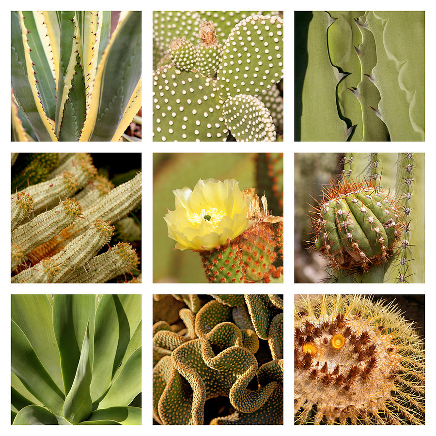 Cacti Photograph by Art Block Collections