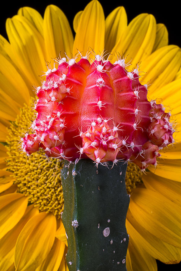 Sunflower Photograph - Cacti Bloom and Sunflower by Garry Gay