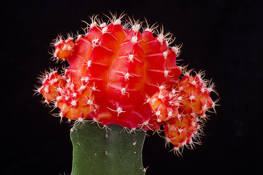 Still Life Photograph - Cacti Bloom by Garry Gay
