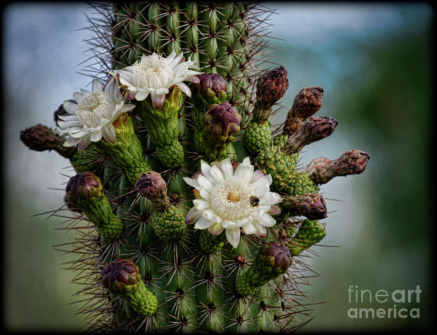 Cacti Bouquet  Photograph by Saija Lehtonen
