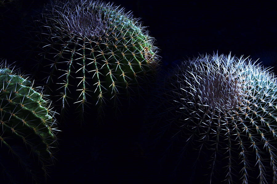 Cacti Photograph by Chuck De La Rosa