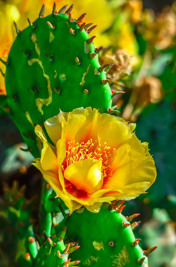 Cacti Colors Photograph By Brian Stevens Fine Art America