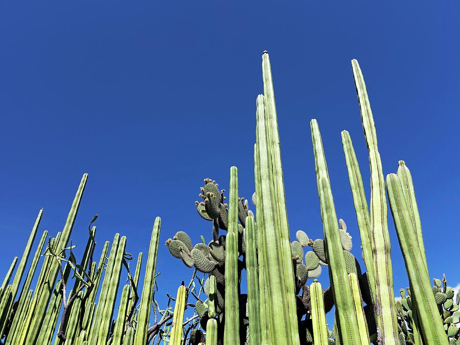 Nature Photograph - Cacti by Daniel Sambraus