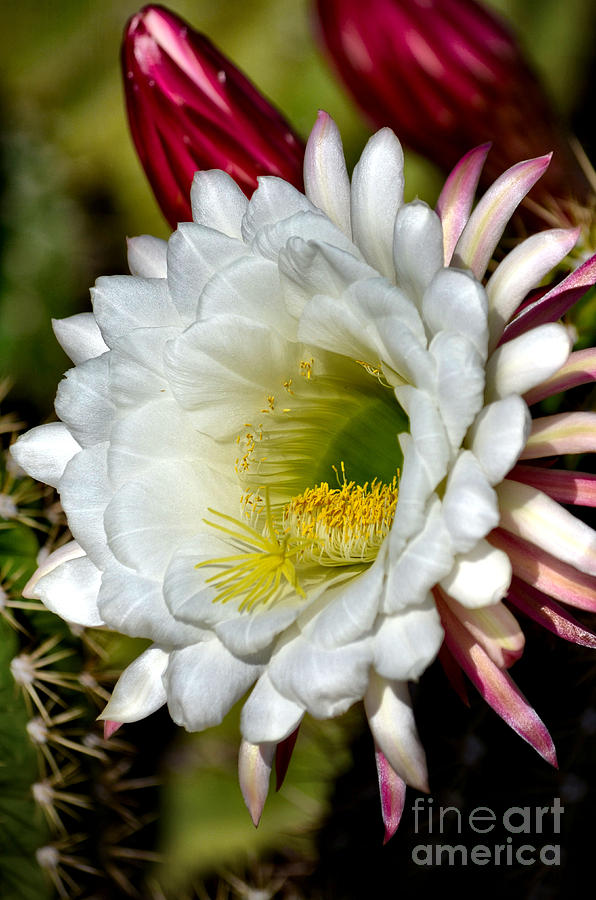 Cacti Flora Photograph by Deb Halloran