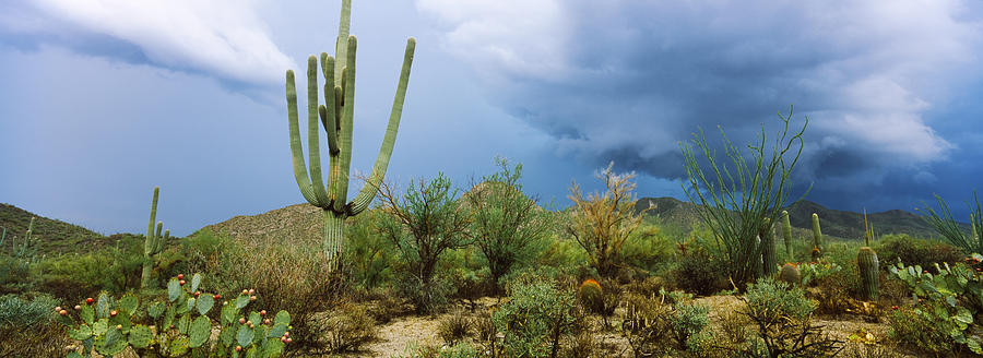 Saguaro National Park Photograph - Cacti Growing At Saguaro National Park by Panoramic Images