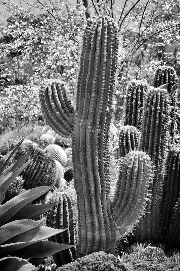 Cacti Habitat BW Photograph by Kelley King