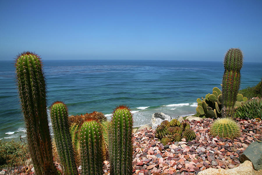 Cacti In Gardens Of Fellowship Of Self Photograph by Max Paoli Cacti In Gardens Of Fellowship Of Self Photograph by Max Paoli