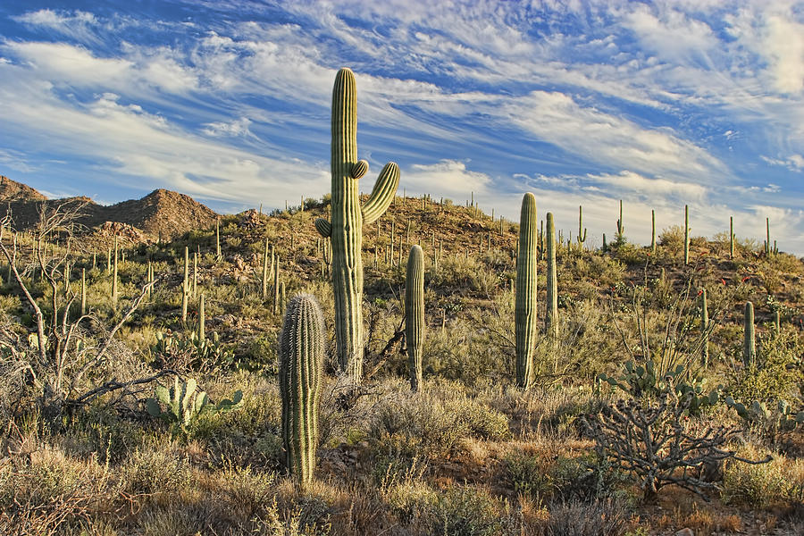 Cacti in Saguaro National Park Photograph by Gregory Scott