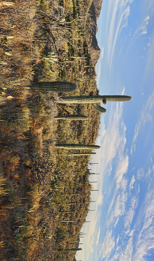 Cacti in Saguaro Natl Park - Phone Case Photograph by Gregory Scott
