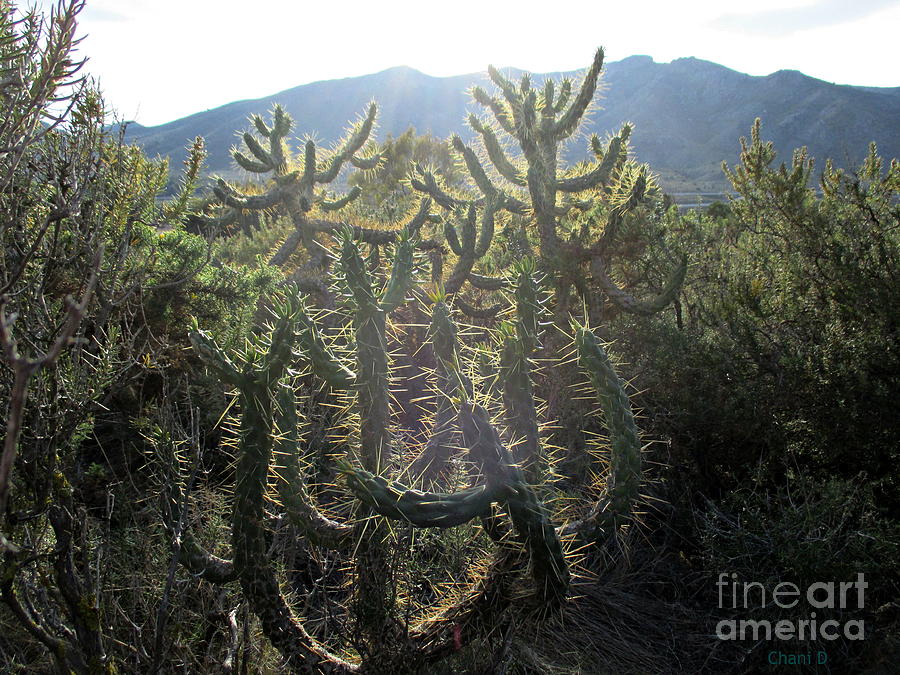 Cacti in the mountains Photograph by Chani Demuijlder