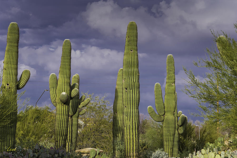 Cacti in the Sky Photograph by George Lenz - Fine Art America