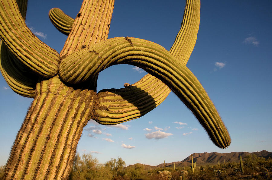 Cacti In West Unit Of Saguaro National Photograph by Mark Newman Cacti In West Unit Of Saguaro National Photograph by Mark Newman