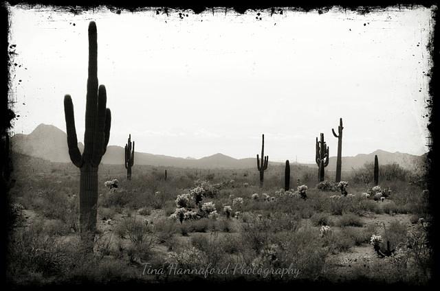 Cacti Land Photograph By Tina Hannaford 