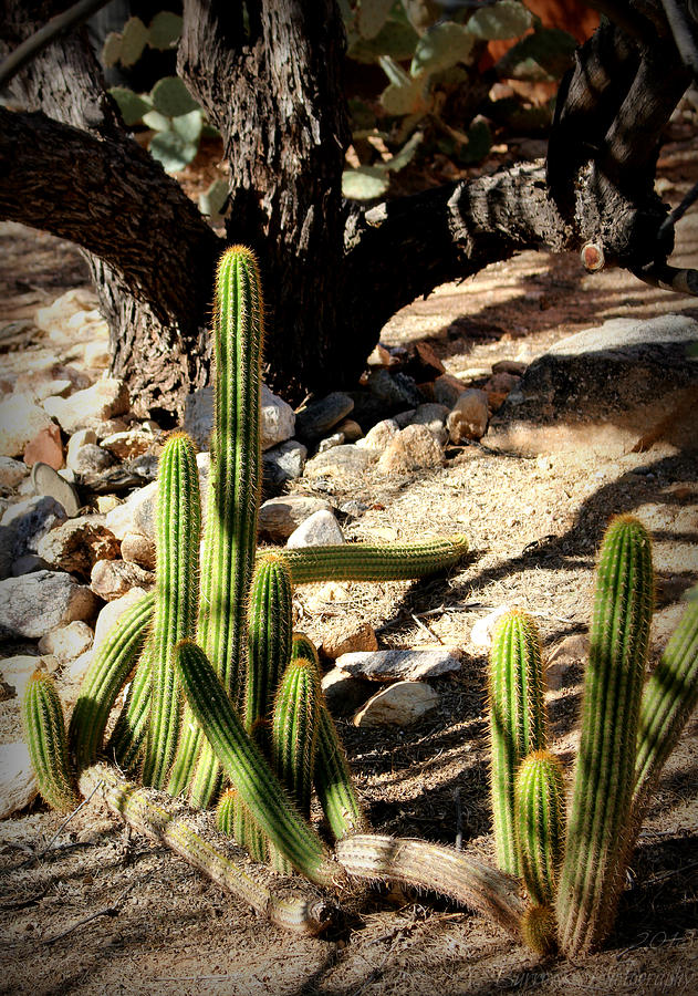 Cacti Light and Shadows Photograph by Aaron Burrows