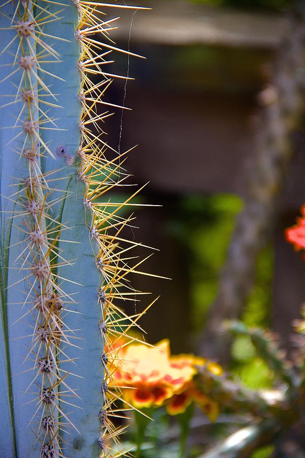 Cacti Photograph by Lori Leigh