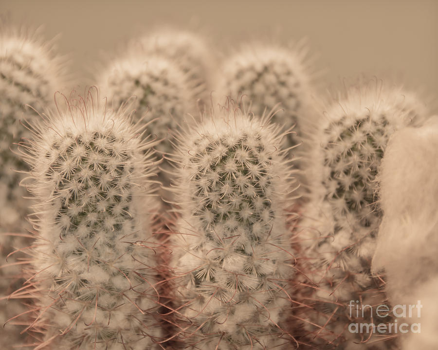 Nature Photograph - Cacti by Lucid Mood