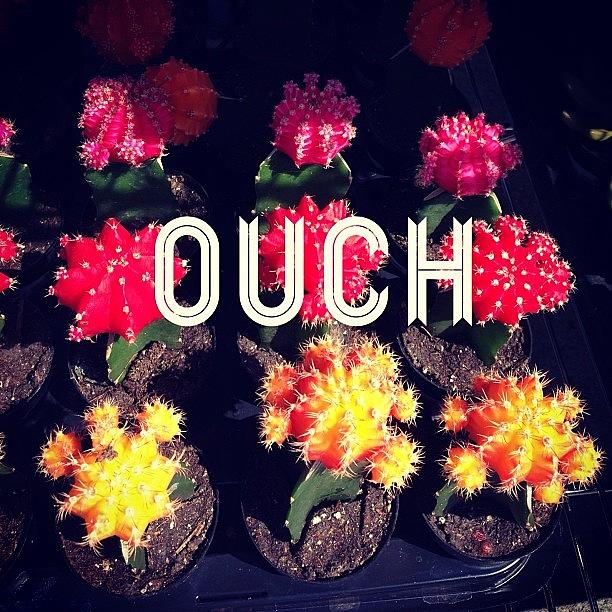 Cacti Photograph - #cacti #ouch by Nadia S