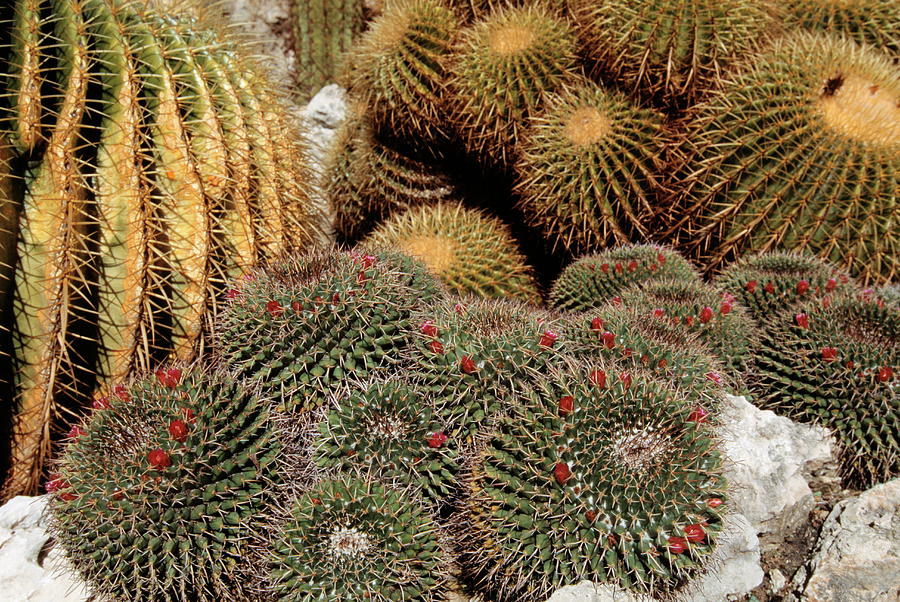 Cacti Photograph by Philippe Psaila/science Photo Library