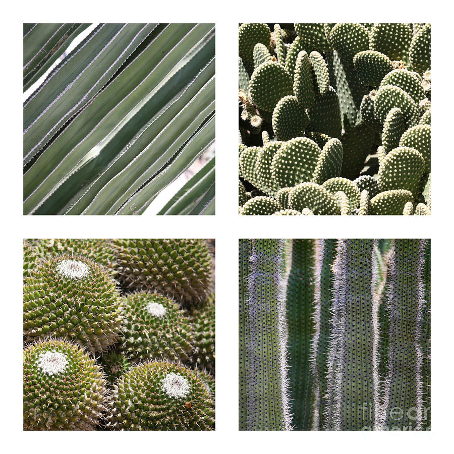 Cacti Textures Collage Photograph by Carol Groenen