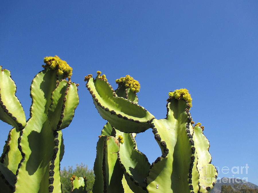 Cacti with yellow flowers Photograph by Chani Demuijlder