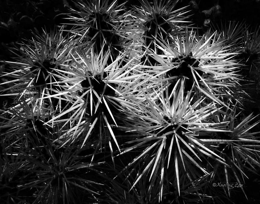 Cacti Photograph by Xueling Zou