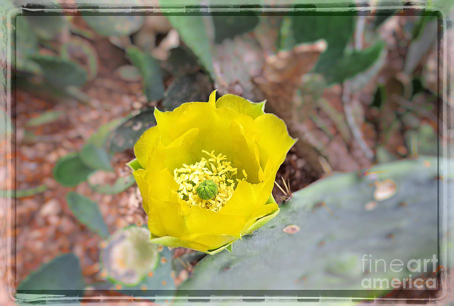 Cacti Yellow Bloom - Finding The Exception Photograph by Ella Kaye Dickey