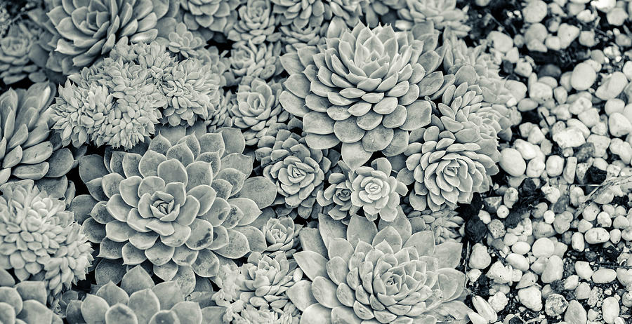 Cacti Photograph
