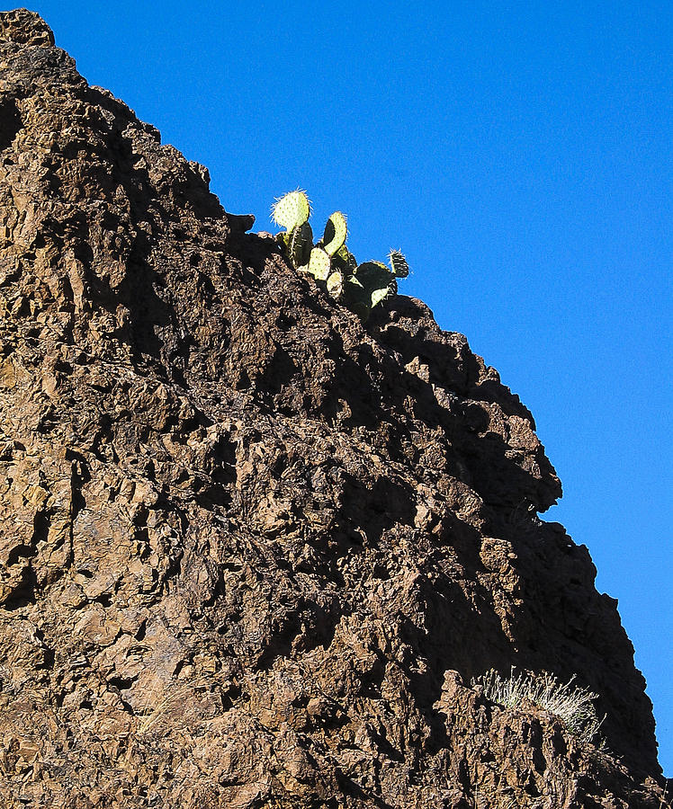 Desert Photograph - Cactus - Chupederas - New Mexico by Steven Ralser