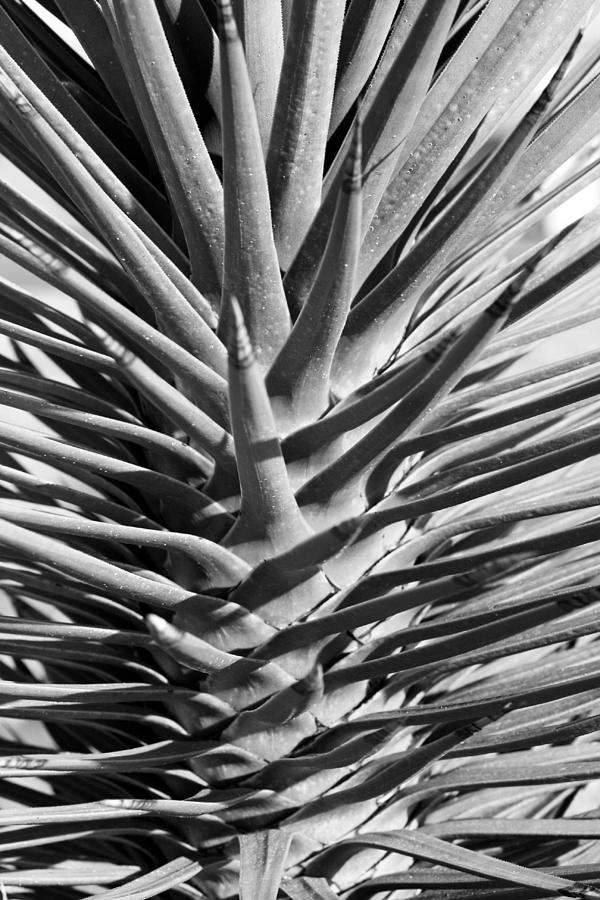 Cactus 1 Photograph by Cheryl Boyer