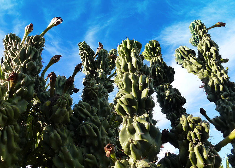 Cactus 1 Photograph by Mariusz Kula