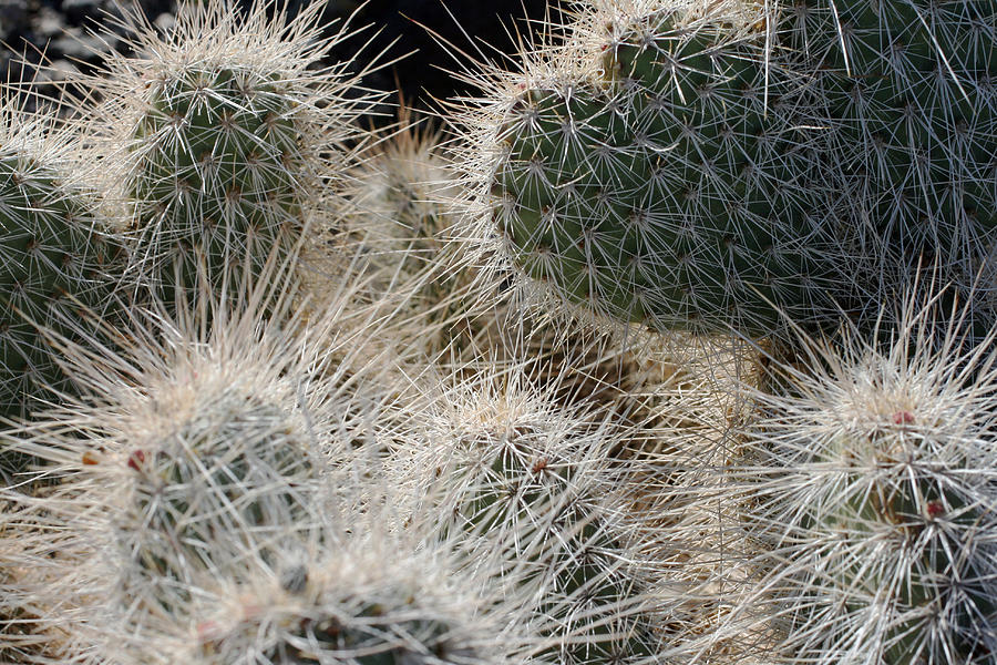 Cactus 11 Photograph by Cheryl Boyer
