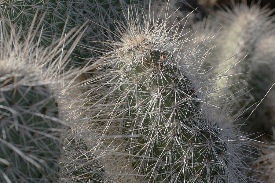 Cactus 12 Photograph by Cheryl Boyer