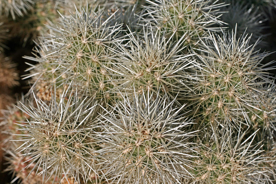 Cactus 14 Photograph by Cheryl Boyer