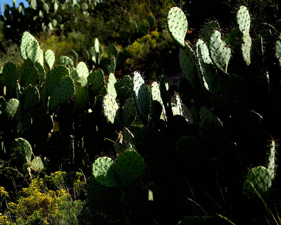 Cactus 14658 2 Photograph by Jerry Sodorff