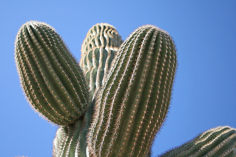 Cactus 16 Photograph by Cheryl Boyer