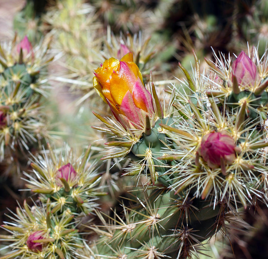 Cactus 17 Photograph by Cheryl Boyer