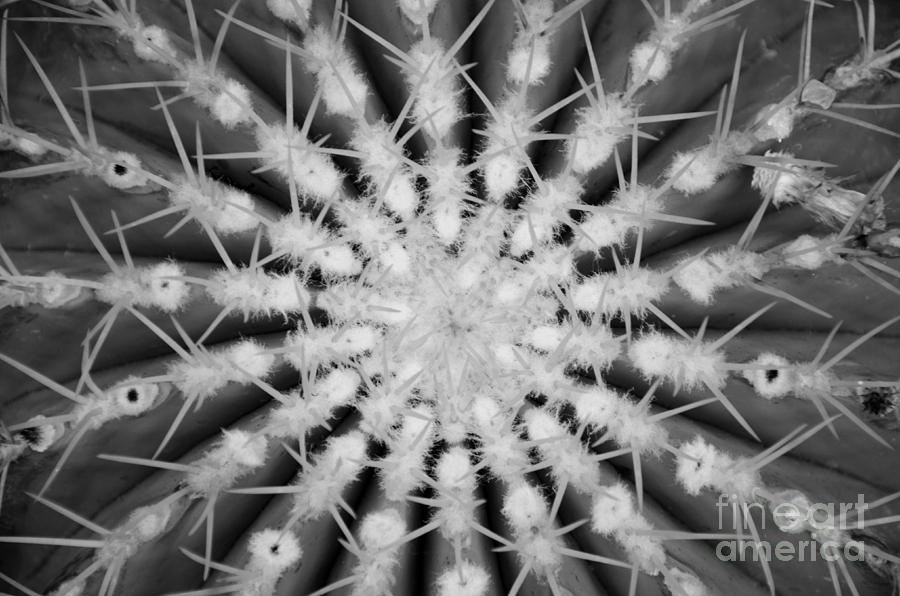 Cactus 2 BW Photograph by Cassie Marie Photography